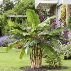 Bananier du japon Ever Red - L'exotisme rouge au jardin