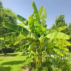 Bananier du Japon - Un air tropical au jardin