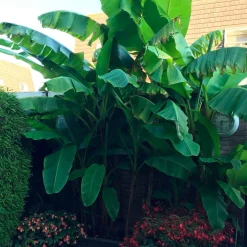 Bananier du Japon - Un air tropical au jardin