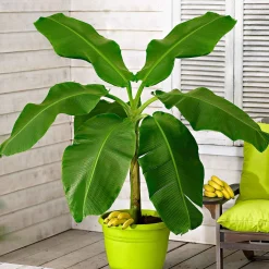 Bananier du Japon - Un air tropical au jardin