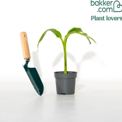 Bananier du Japon - Un air tropical au jardin