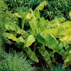 Bananier du Japon - Un air tropical au jardin