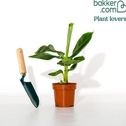 Bananier 'Oriental Dwarf' - L'ambiance tropicale chez soi