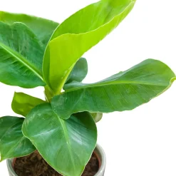 Bananier 'Oriental Dwarf' - L'ambiance tropicale chez soi
