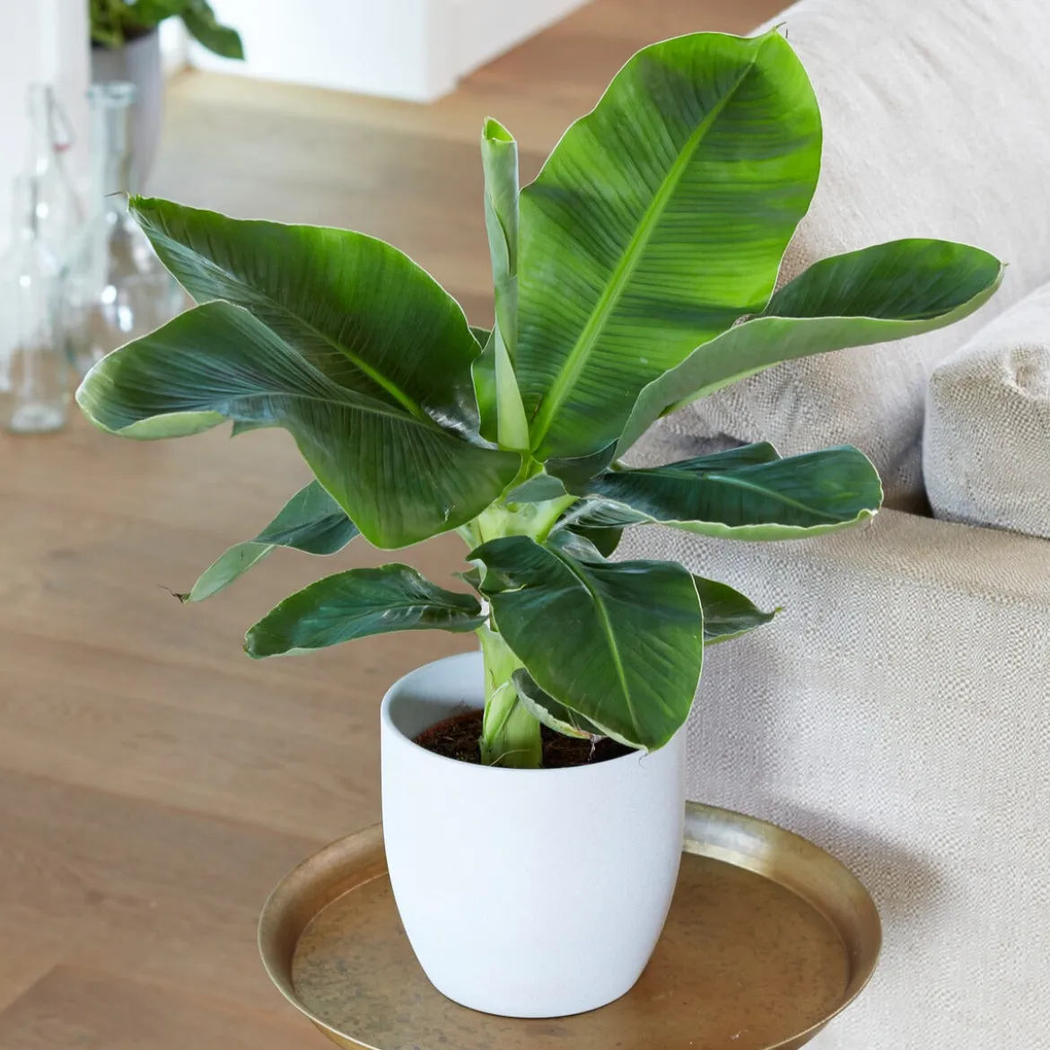 Bananier 'Oriental Dwarf' - L'ambiance tropicale chez soi