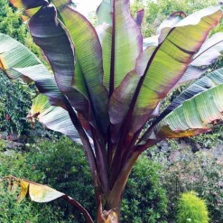 Bananier rouge d'Abyssinie - Effet jungle en un été