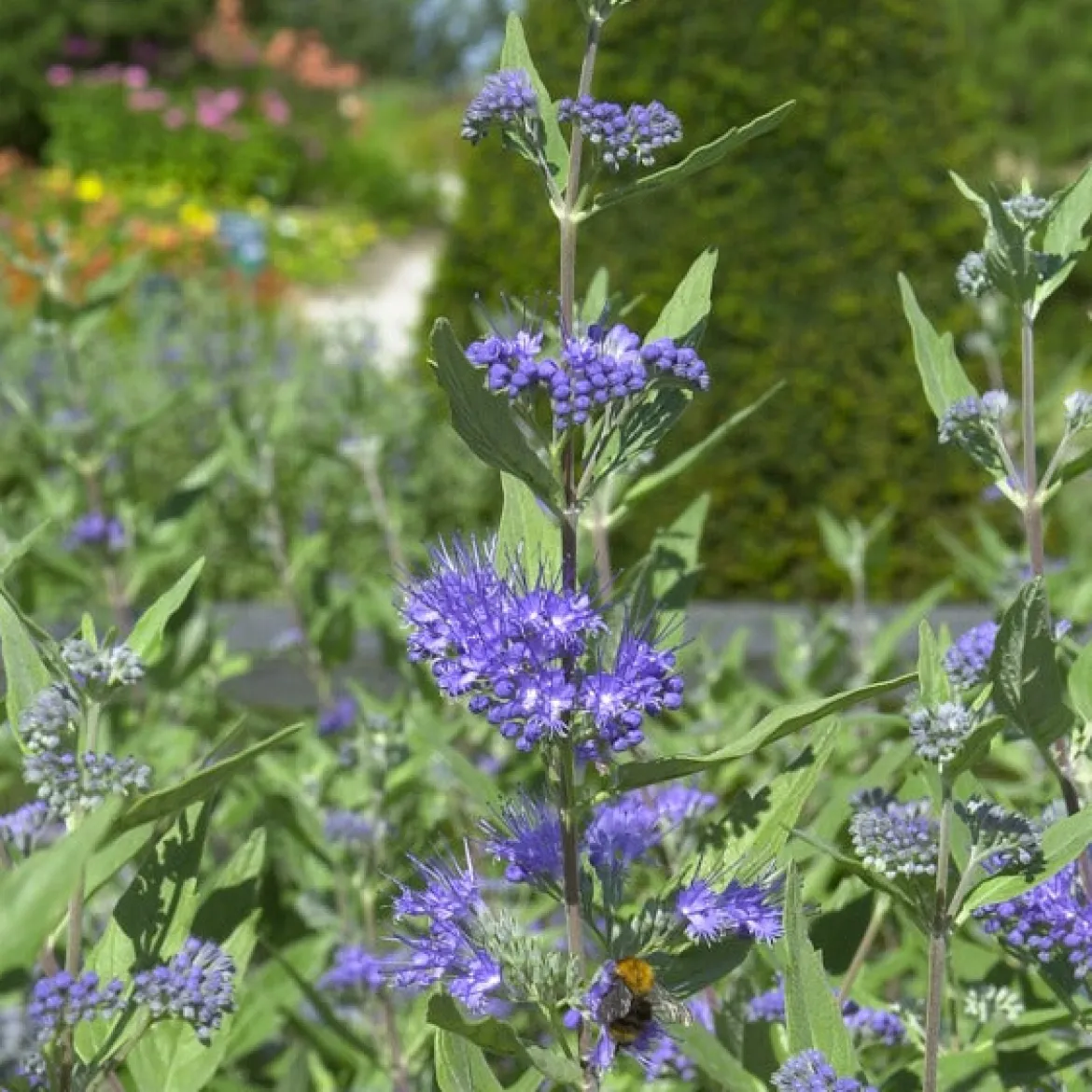 Barbe bleue Caryopteris 'Heavenly Blue' - Le bleu qui fleurit en fin d'été