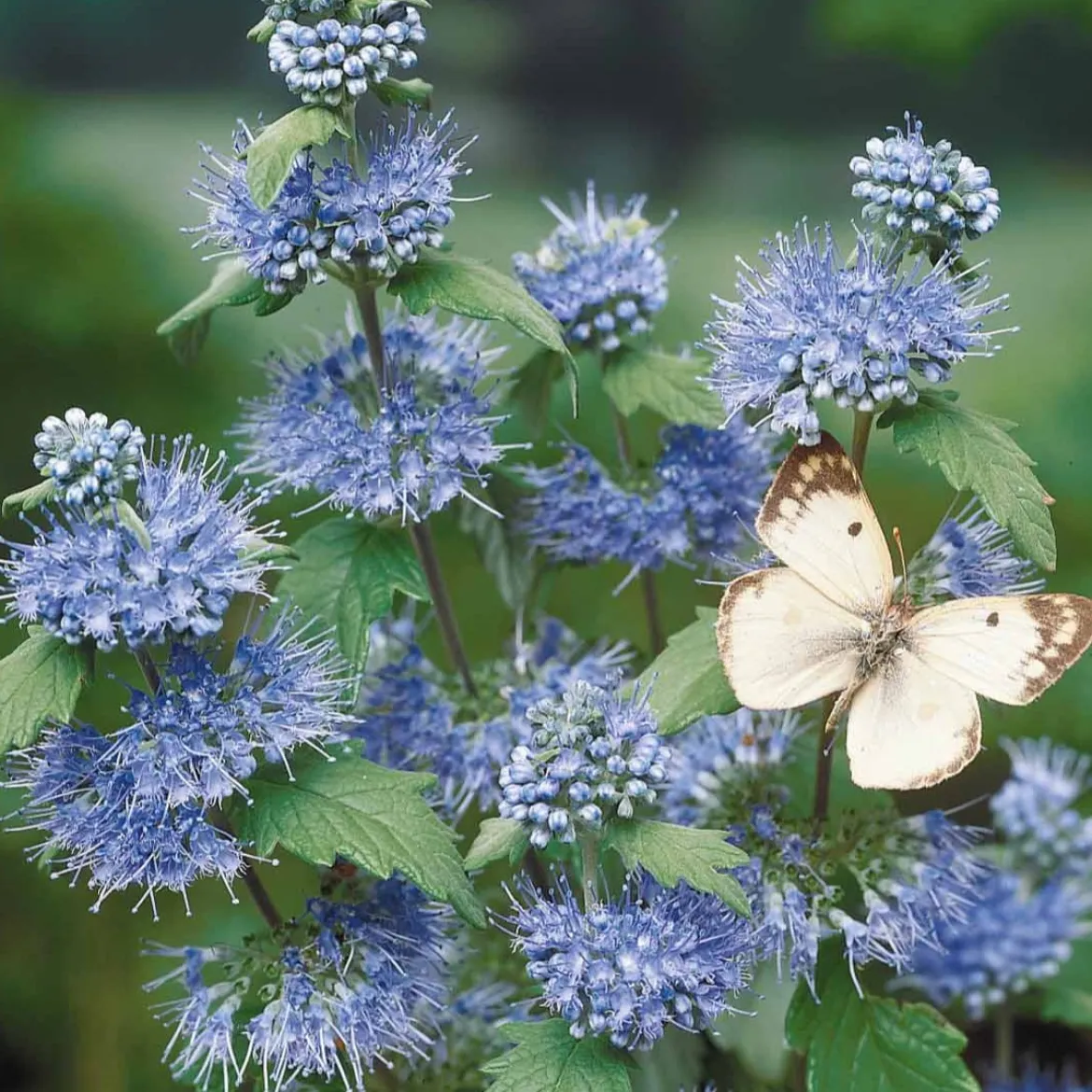 Barbe bleue Caryopteris 'Heavenly Blue' - Le bleu qui fleurit en fin d'été
