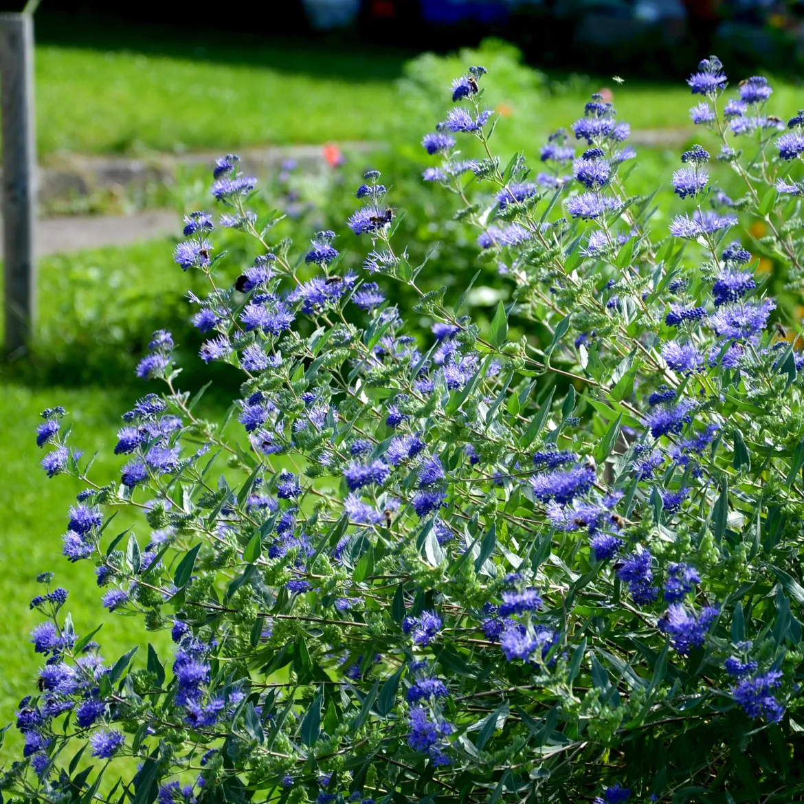 Barbe bleue Caryopteris 'Heavenly Blue' - Le bleu qui fleurit en fin d'été