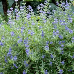 Barbe bleue Caryopteris 'Heavenly Blue' - Le bleu qui fleurit en fin d'été