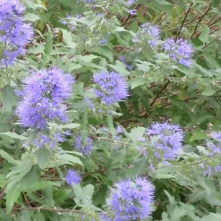 Barbe bleue Caryopteris 'Heavenly Blue' - Le bleu qui fleurit en fin d'été
