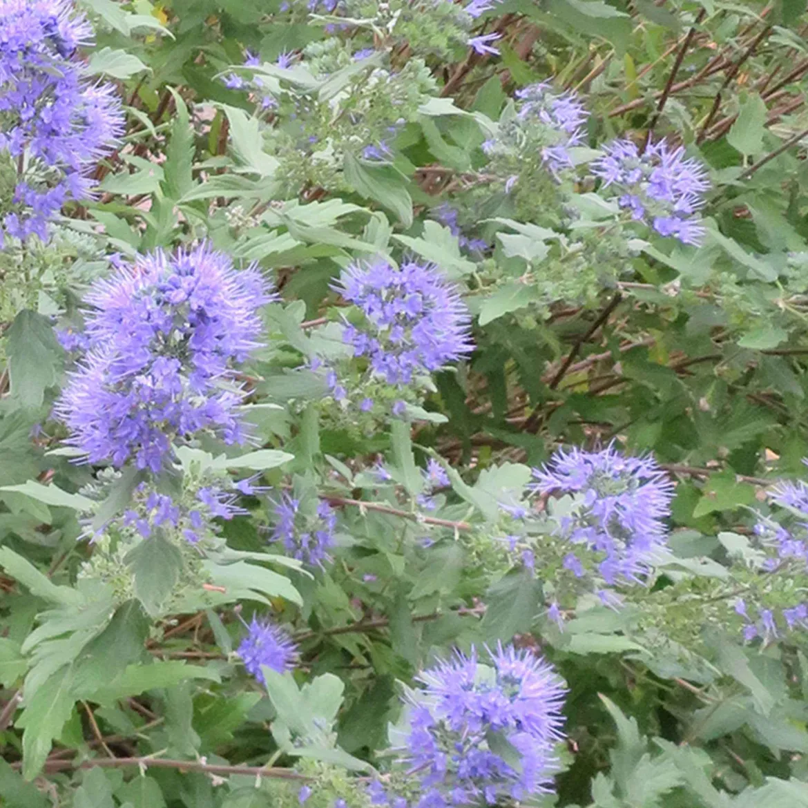 Barbe bleue Caryopteris 'Heavenly Blue' - Le bleu qui fleurit en fin d'été