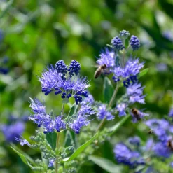 Barbe bleue Caryopteris 'Heavenly Blue' - Le bleu qui fleurit en fin d'été