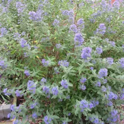 Barbe bleue Caryopteris 'Heavenly Blue' - Le bleu qui fleurit en fin d'été