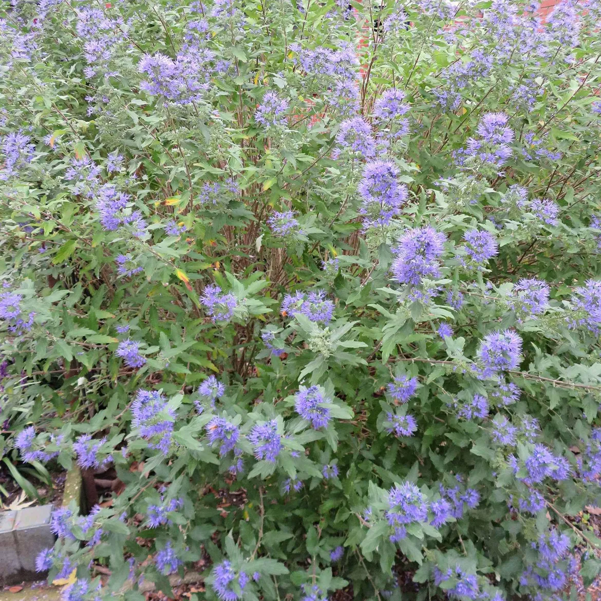 Barbe bleue Caryopteris 'Heavenly Blue' - Le bleu qui fleurit en fin d'été