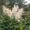 Barbe de bouc dioïques - Grandes plumes blanches