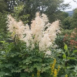 Barbe de bouc dioïques - Grandes plumes blanches