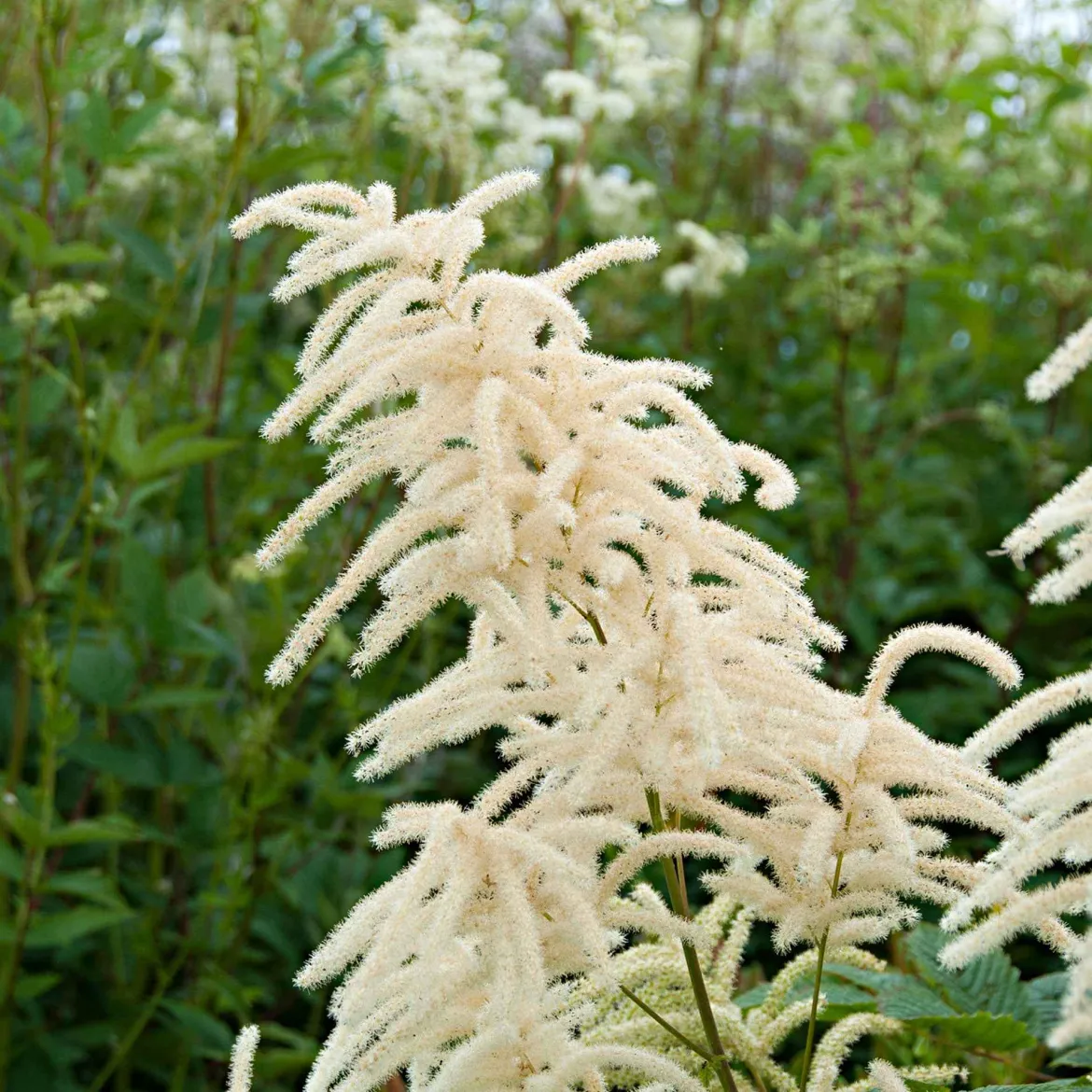 Barbe de bouc dioïques - Grandes plumes blanches