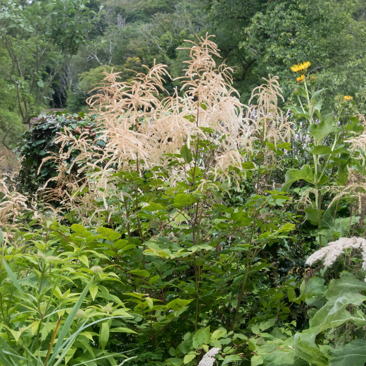 Barbe de bouc dioïques - Grandes plumes blanches