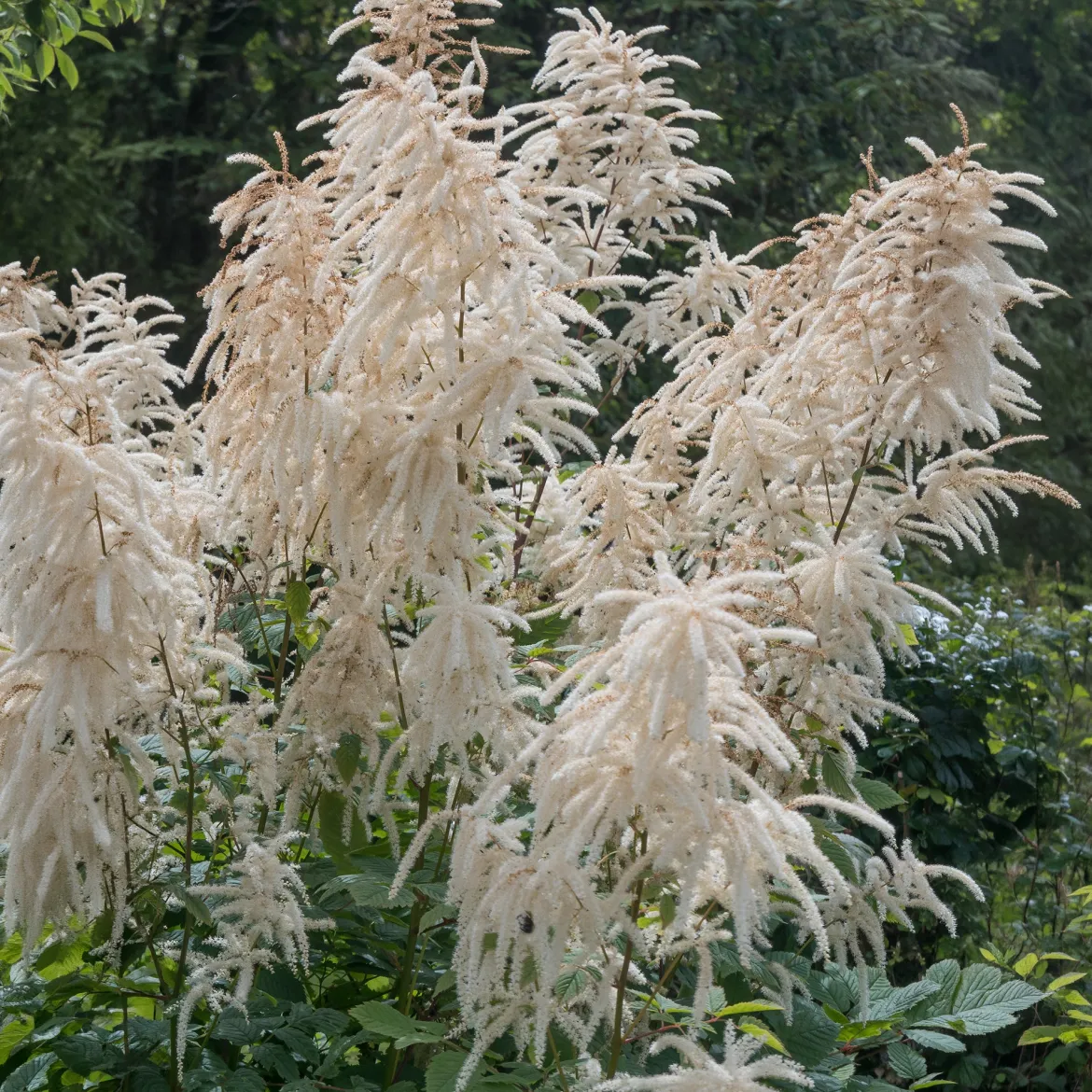 Barbe de bouc dioïques - Grandes plumes blanches