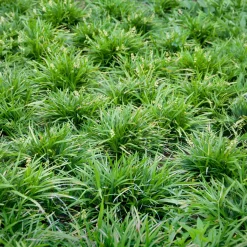 Barbe de serpent - Le tapis vert sans effort