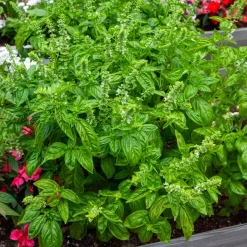 Basilic amélioration de Genovese Bio - Le vrai goût du pesto maison