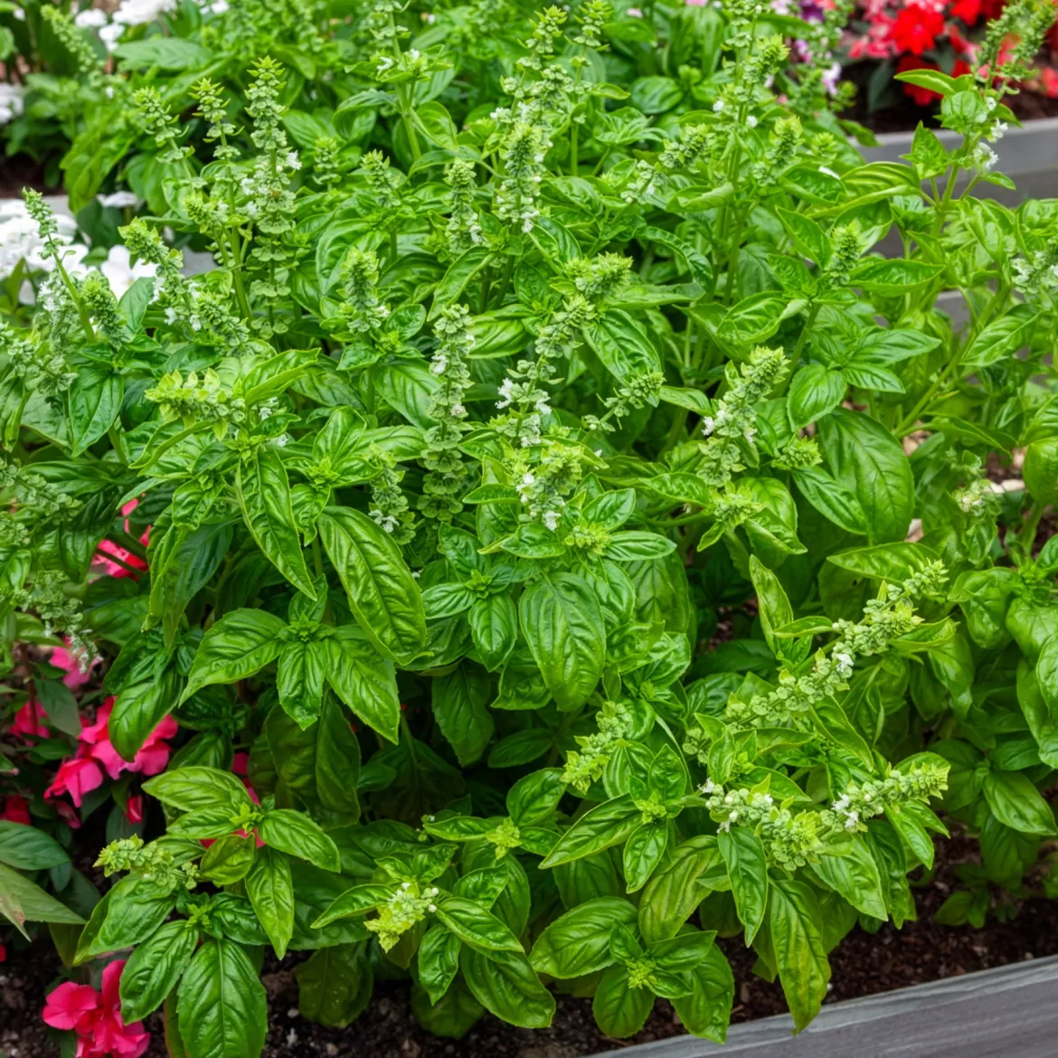 Basilic amélioration de Genovese Bio - Le vrai goût du pesto maison