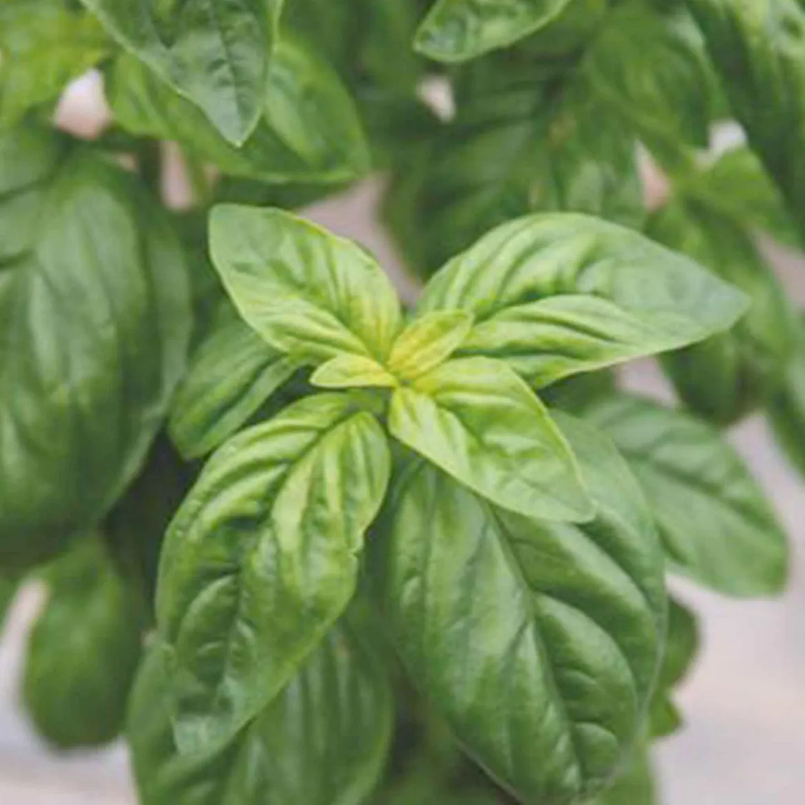 Basilic amélioration de Genovese Bio - Le vrai goût du pesto maison