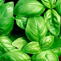 Basilic Grand vert - Le vrai goût du pesto maison