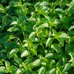 Basilic à l'odeur de citronnelle Mrs. Burns - Un basilic parfum citron