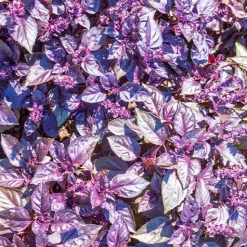 Basilic pourpre Dark Opal Bio - Un basilic pourpre plein de goût