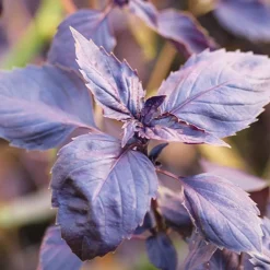 Basilic pourpre Dark Opal Bio - Un basilic pourpre plein de goût