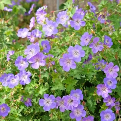 Bec de grue Geranium 'Rozanne' - 6 mois de fleurs sans effort
