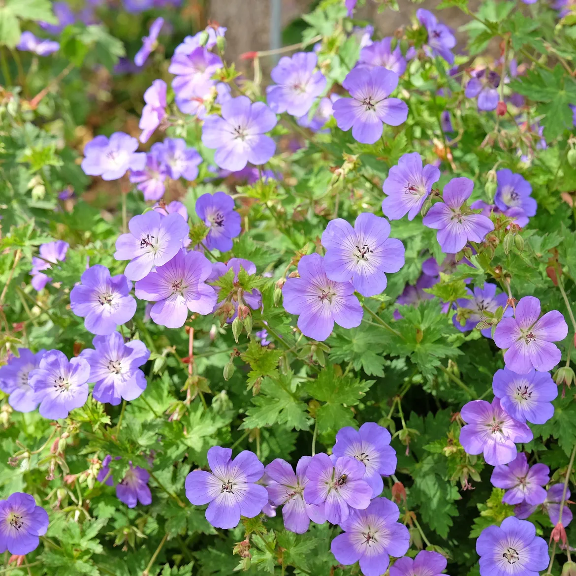Bec de grue Geranium 'Rozanne' - 6 mois de fleurs sans effort