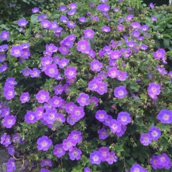 Bec de grue Geranium 'Rozanne' - 6 mois de fleurs sans effort