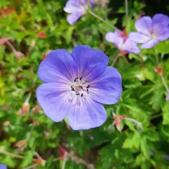 Bec de grue Geranium 'Rozanne' - 6 mois de fleurs sans effort