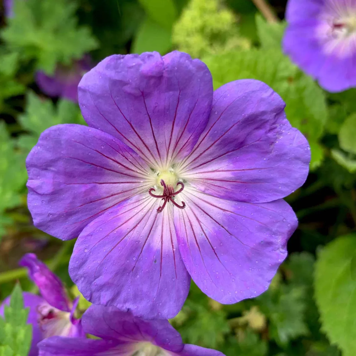 Bec de grue Geranium 'Rozanne' - 6 mois de fleurs sans effort