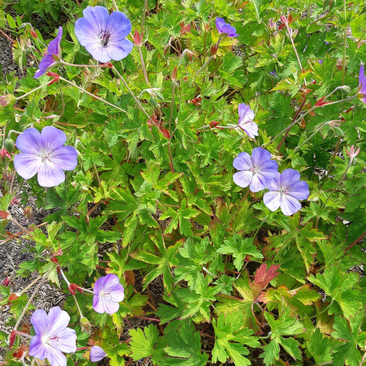Bec de grue Geranium 'Rozanne' - 6 mois de fleurs sans effort
