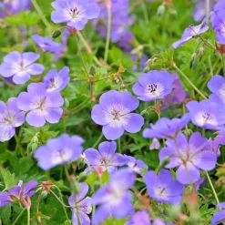 Bec de grue Geranium 'Rozanne' - 6 mois de fleurs sans effort