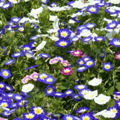 Belle de jour variées - Un tapis fleuri en semant