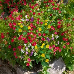 6 Belle-de-nuit en mélange - Le parfum du soir au jardin