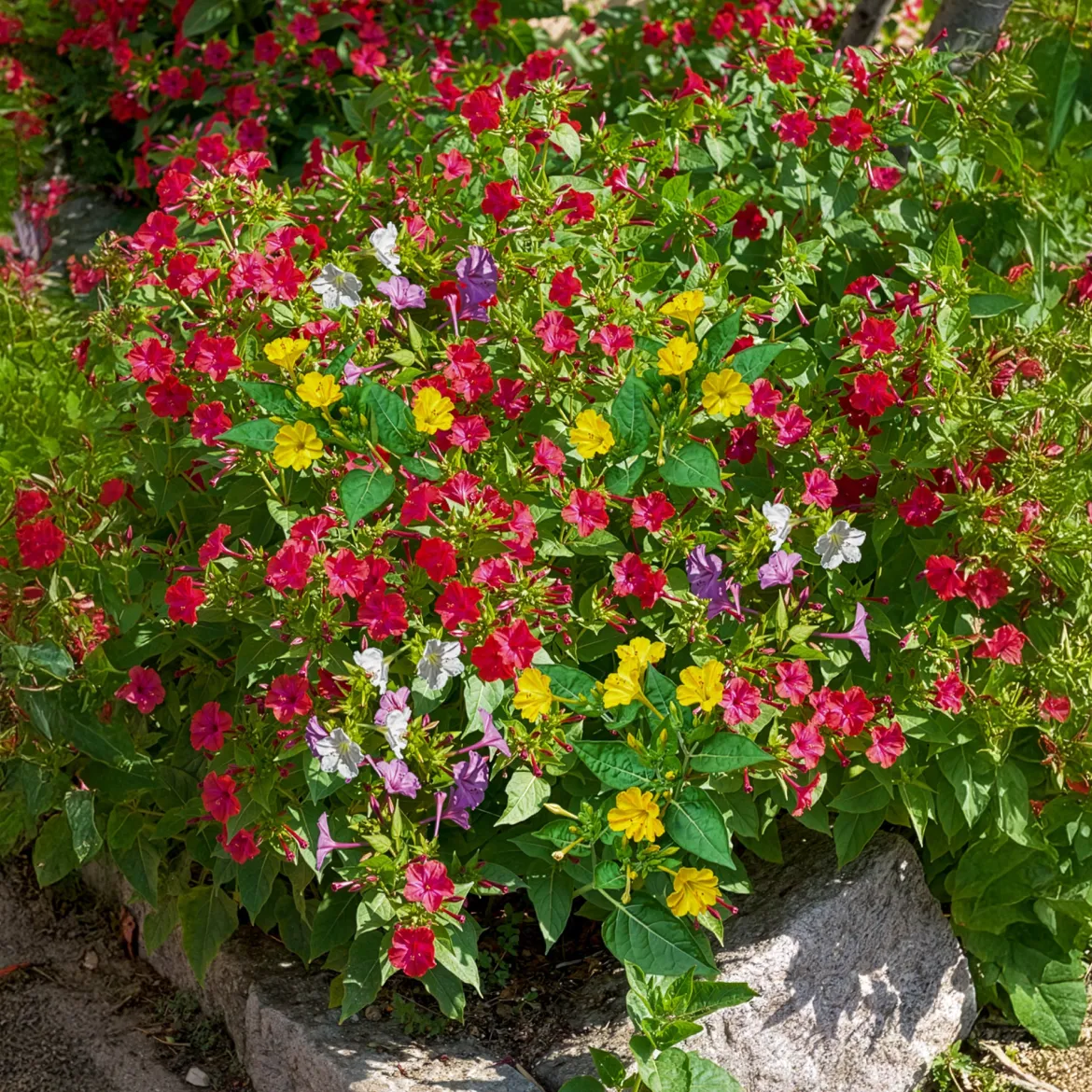 6 Belle-de-nuit en mélange - Le parfum du soir au jardin