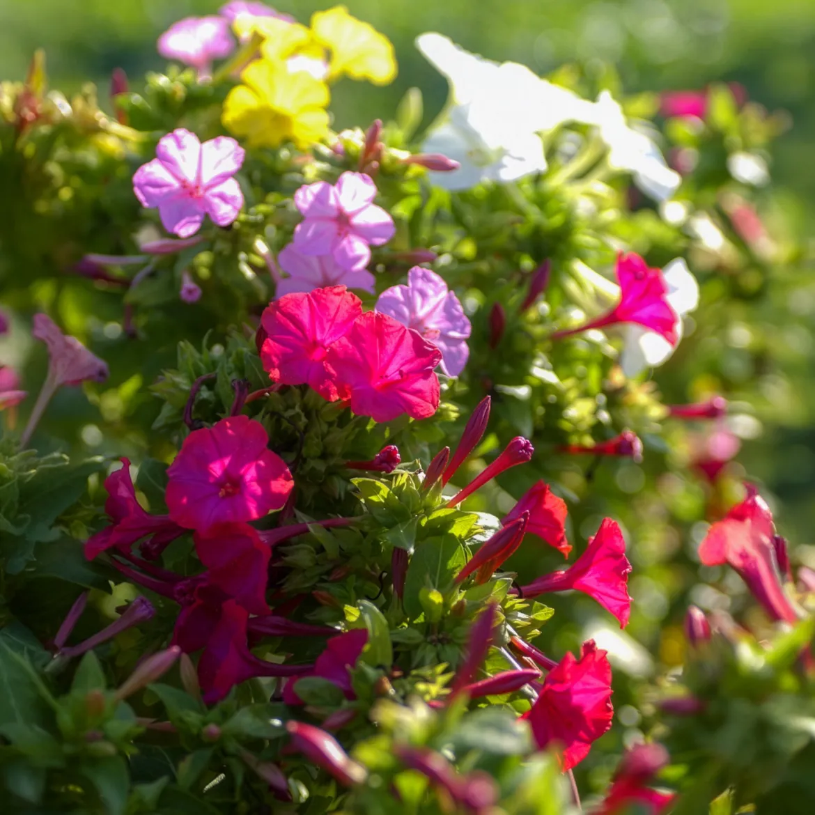 6 Belle-de-nuit en mélange - Le parfum du soir au jardin