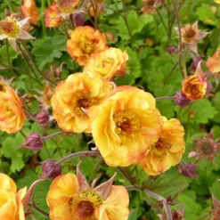 Benoîte Alabama Slammer - Des flammes au jardin