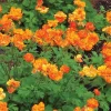 Benoîte Firestorm - Le feu orange au jardin