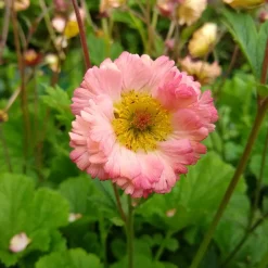 Benoîte Mai Tai - Floraison abricot longue durée