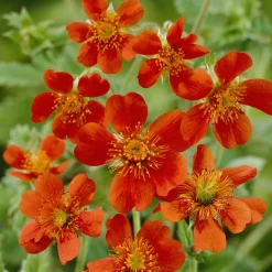 Benoîte orange Borisii - Orange vif tout l'été