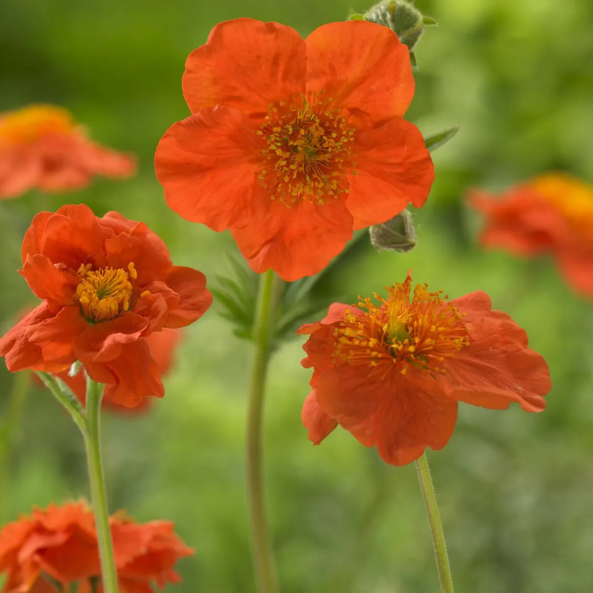 Benoîte orange Borisii - Orange vif tout l'été