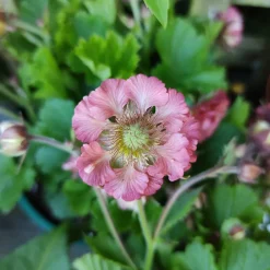 Benoîte Pink Petticoats - Des jupons roses tout l'été