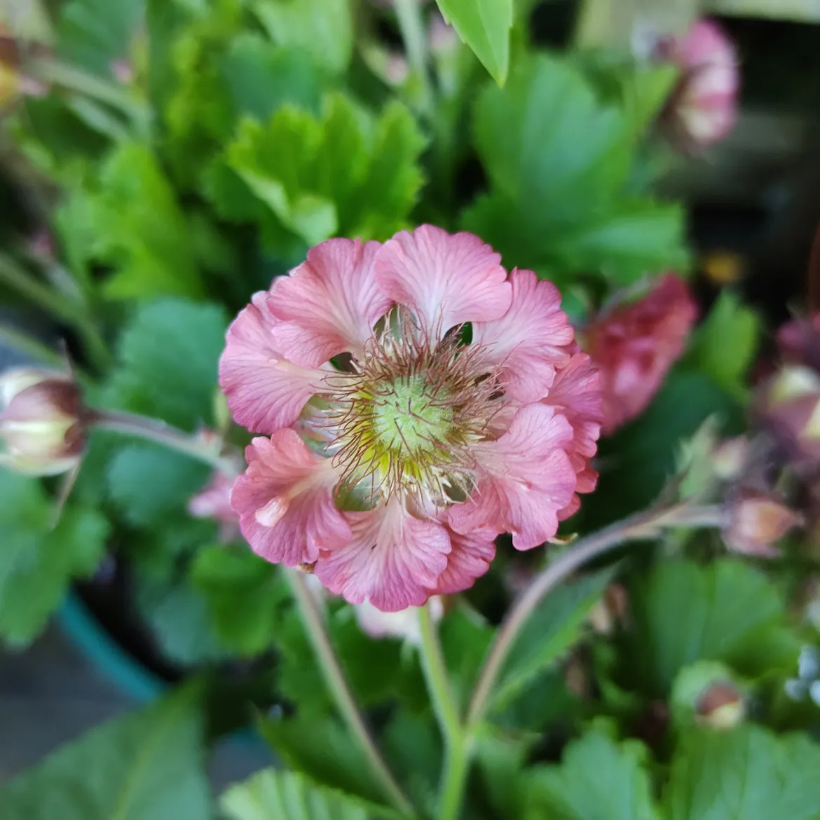 Benoîte Pink Petticoats - Des jupons roses tout l'été